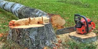 Best Tree Disease Treatment  in Woodside, CA