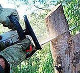 Best Root Management and Removal  in Woodside, CA