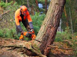 Seasonal Cleanup (Spring/Fall) in Woodside, CA