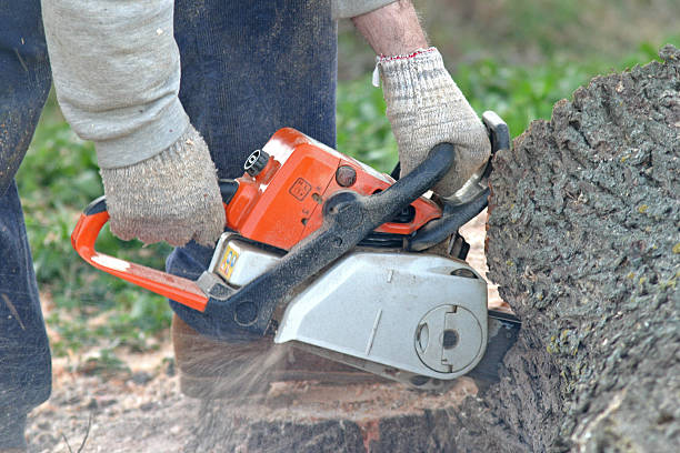 How Our Tree Care Process Works  in  Woodside, CA