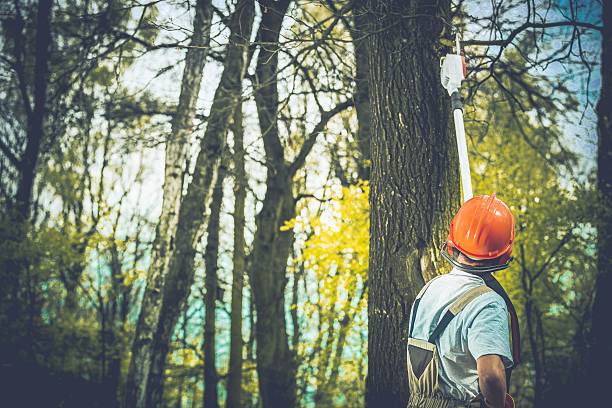 Professional Tree Care in Woodside, CA