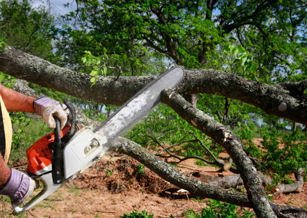 Best Tree Fertilization  in Woodside, CA