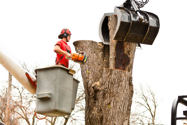 Best Emergency Tree Removal  in Woodside, CA